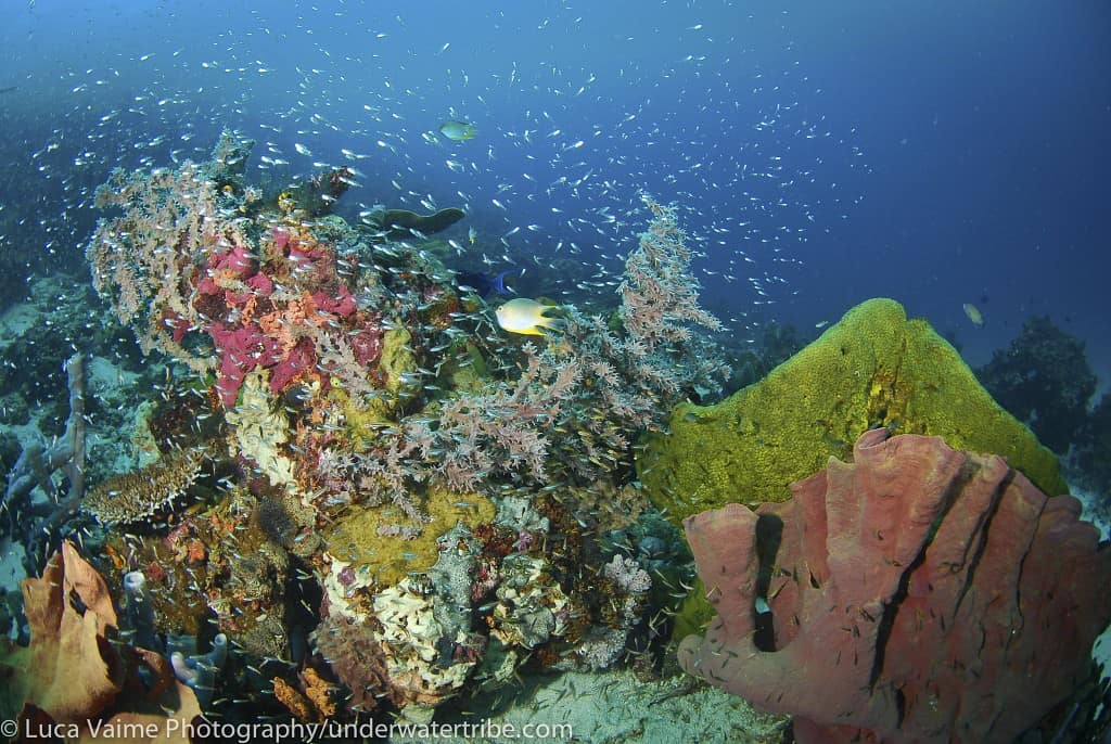 Indonesia Diving Holidays