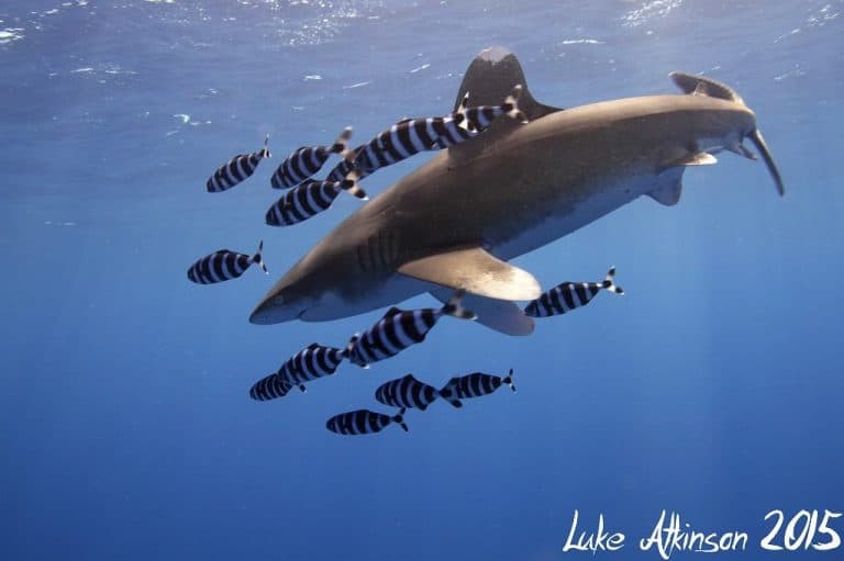 Marsa Alam Red Sea Diving Resort Diverse Travel UK