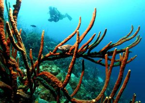 Bonaire Diving Holidays Soapfish On Sponge