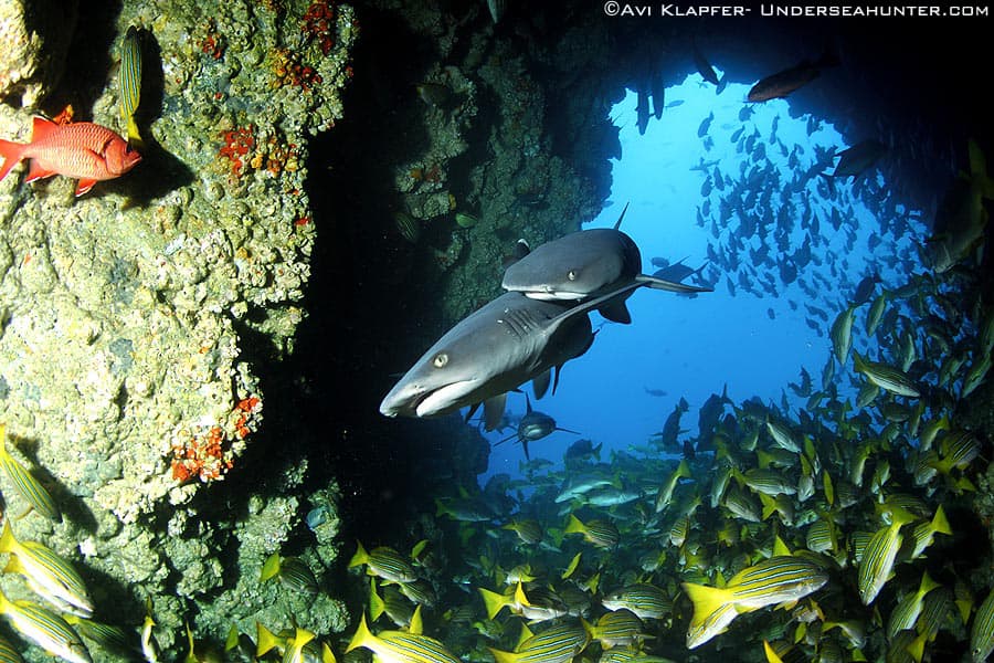 Cocos Island Liveaboard holiday Whitetip In Cave 1