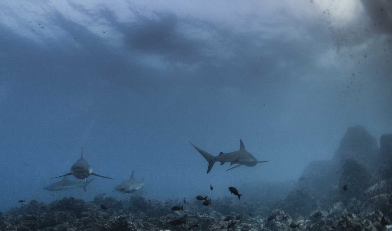 Galapagos-Liveaboard-Diving-Galapagos-Sharks