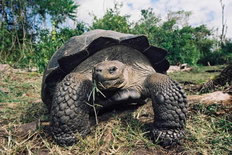 Galapagos-Tortoise-Galapagos-Diving-Holiday