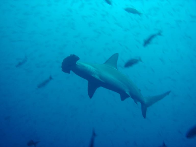 Galapagos Liveaboard Diving Hammerhead Print