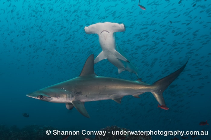 Galapagos Liveaboard Diving Hammerheads