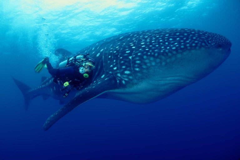 Galapagos Liveaboard Diving WhaleShark Amos Nachoum