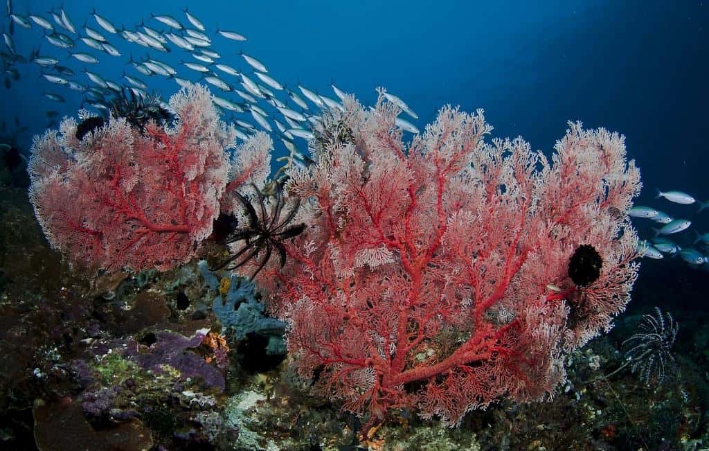 Indonesia Diving Holiday Diving In Raja Ampat pink coral