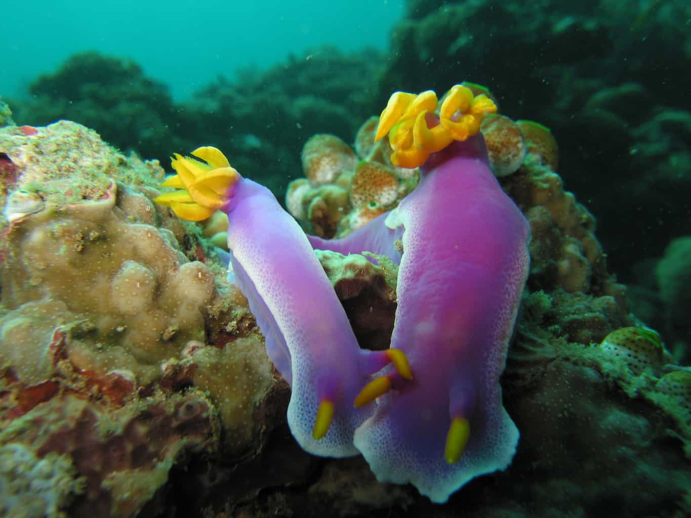 Indonesia Diving Holiday North Sulawesi Nudi