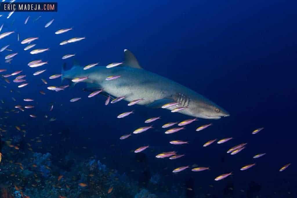 Indonesia liveaboard Diving holiday shark