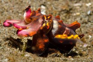 Indonesia liveaboard Diving holidays Flores Nudibrach