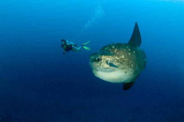 Indonesia liveaboard Diving holidays Mermaid 2 Sunfish