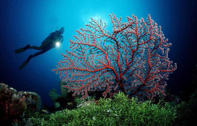 Indonesia liveaboard Diving holidays Mermaid one diver and coral