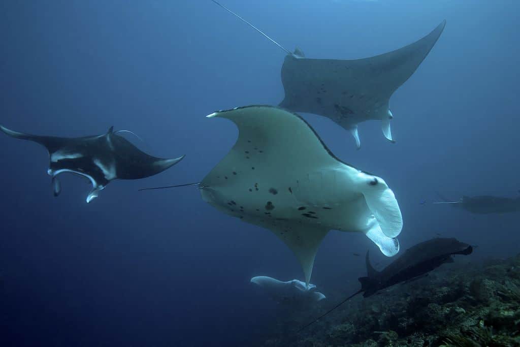 Indonesia liveaboard Diving holidays Raja Ampat manta rays
