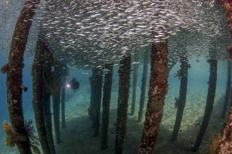 Jordan Diving holidays Aqaba Pier school of fish