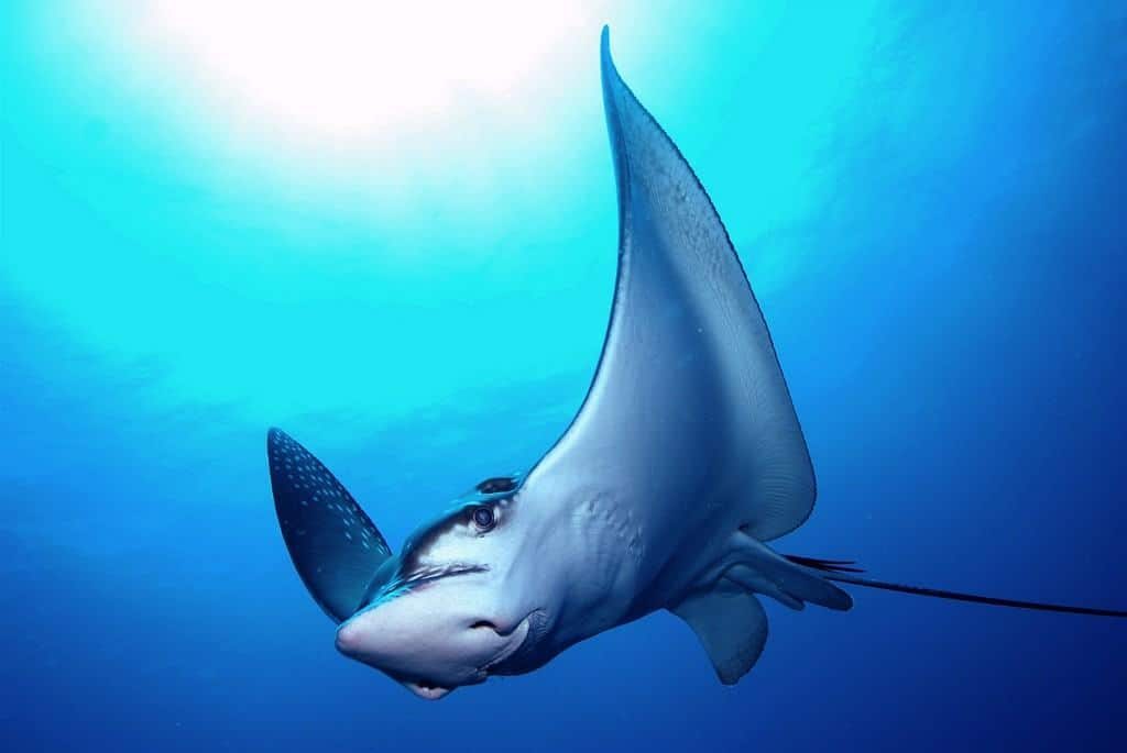 Maldives Diving Holiday Eagle Ray