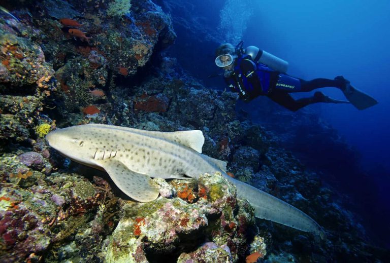 Maldives Diving Holiday Vilamendhoo Island Resort Scuba Diver Watching A Zebra Shark