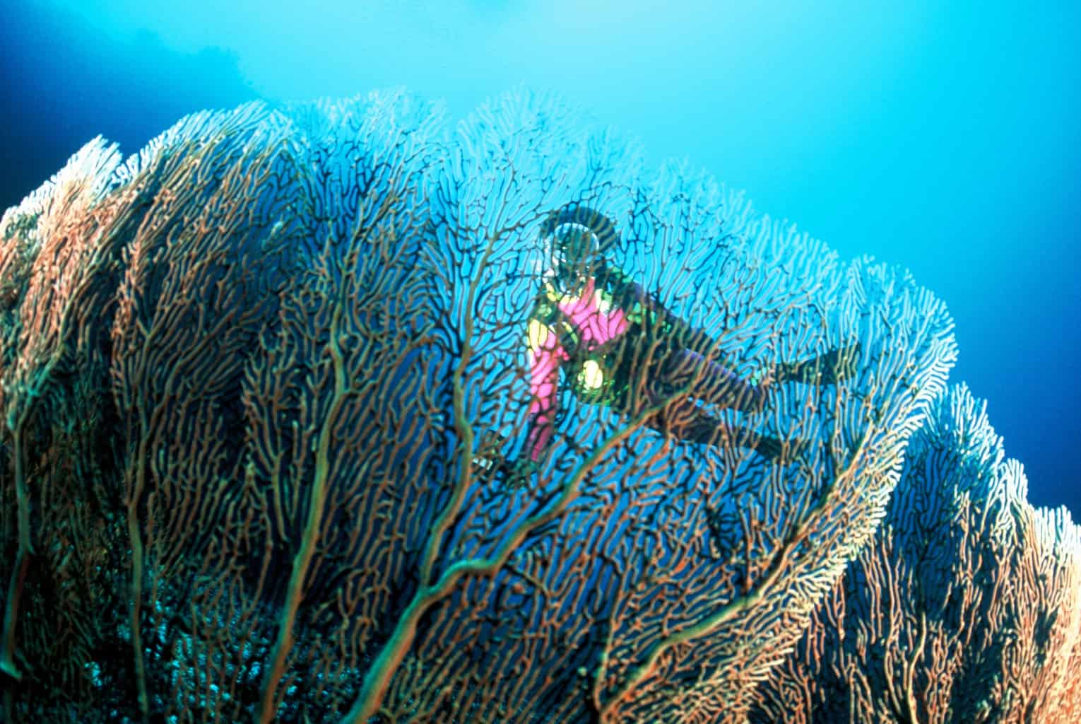 Maldives Liveaboard Holidays Carpe Diem Diver and Coral