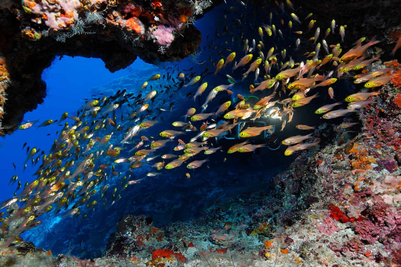 Maldives Liveaboard Holidays Emperor Serenity school of fish