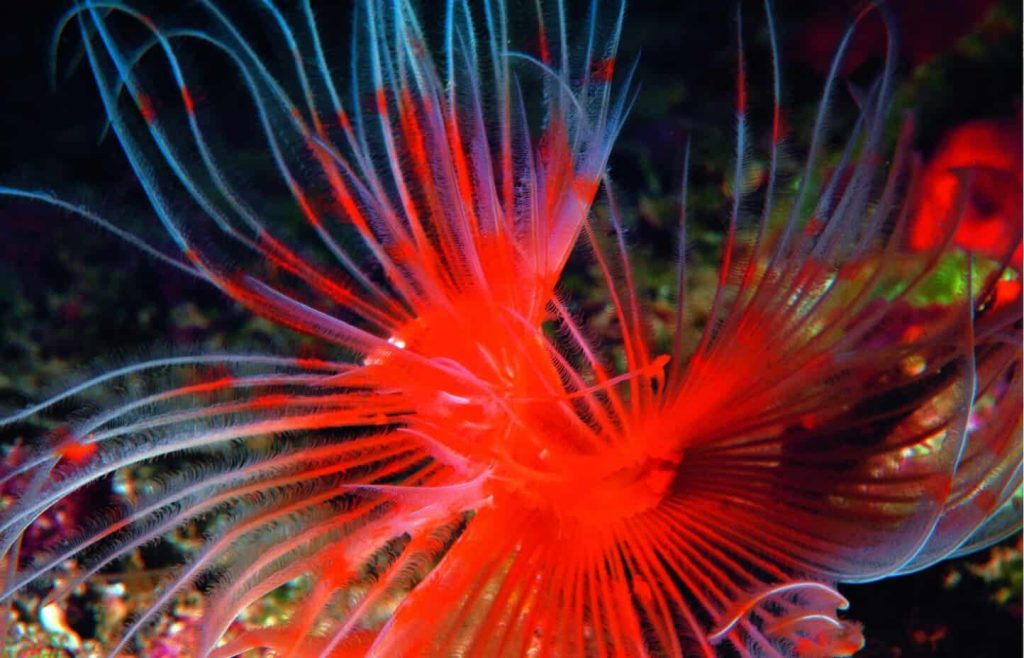 Malta and Gozo Diving holidays Red underwater