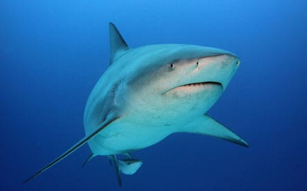 Mexico Diving Holidays Playa del Carmen Bull Shark