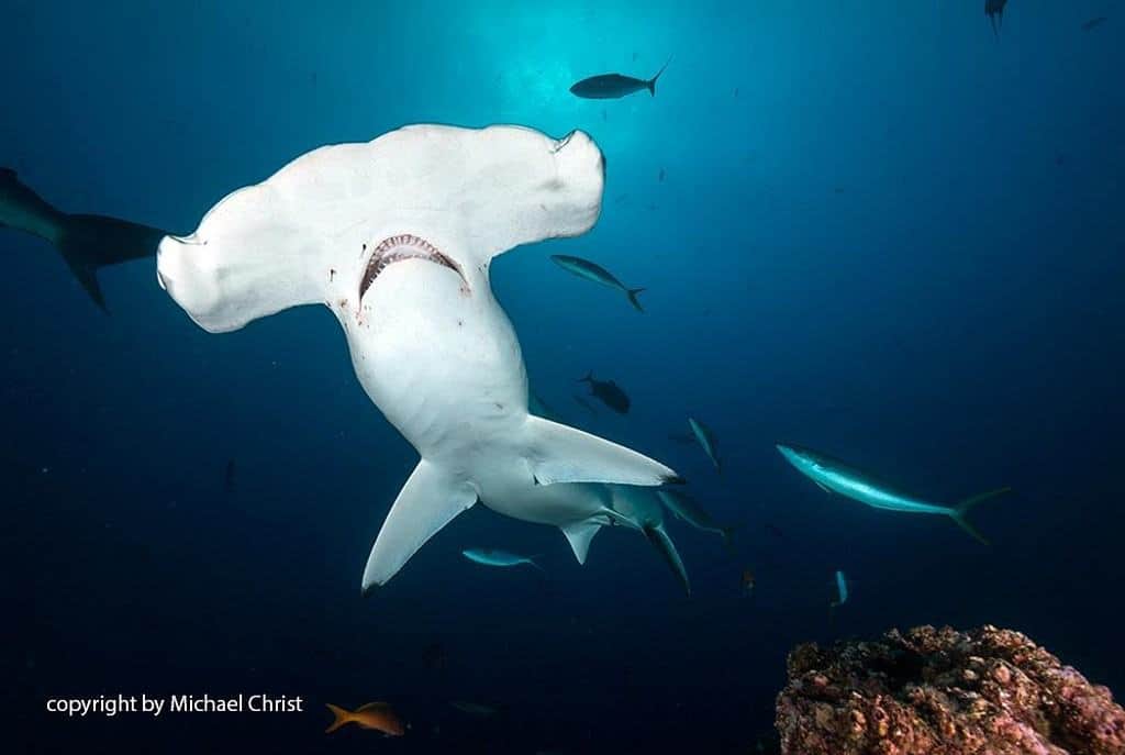 Mexico Socorro Liveaboard holidays - hammerhead shark