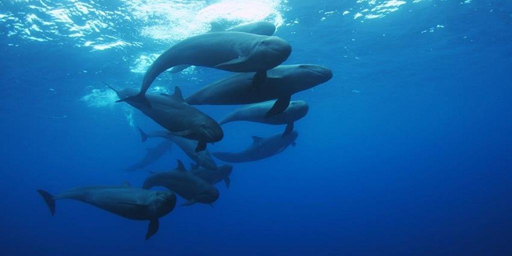 Mexico Socorro Liveaboard holidays - pod of dolphins