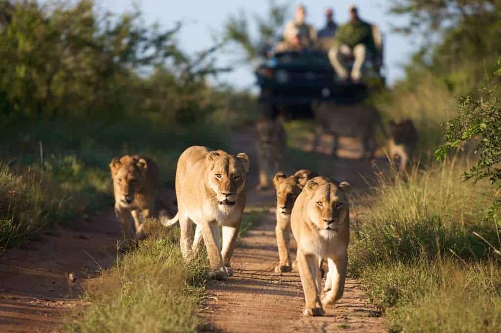 mozambique safari