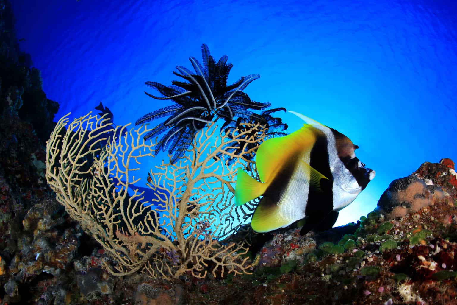 Palau Liveaboard Diving holiday Banner Fish