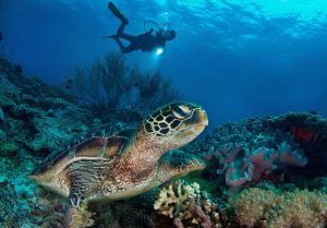 Philippines Diving holidays Atmosphere Resort Pool Diver and Turtle