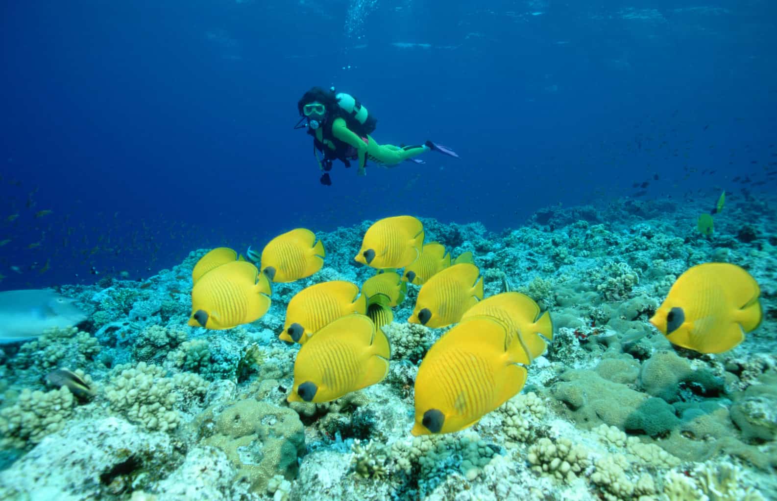 Red Sea Liveaboard holidays - butterflyfish and diver