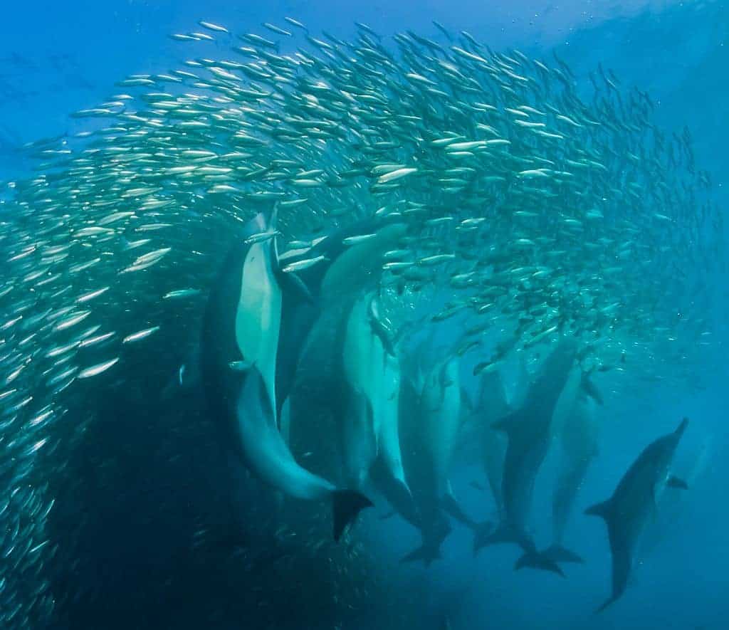 South Africa Diving Holidays Sardine Run Dolphins and Sardines
