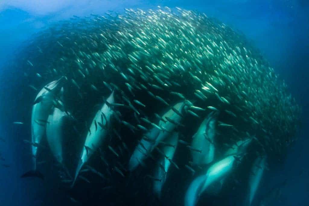 South Africa Diving Holidays Sardine Run pod of dolphins and sardines