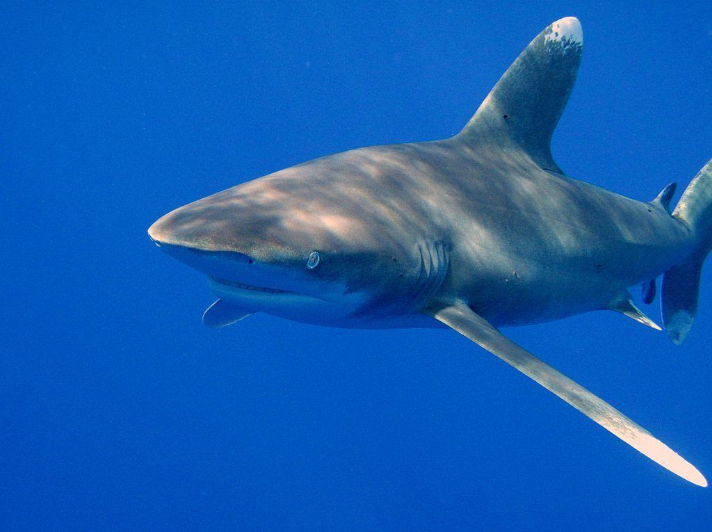 Sudan Diving Liveaboard holiday lone shark