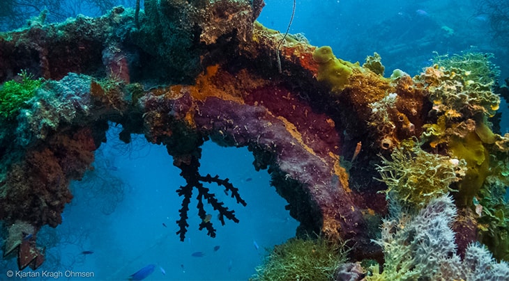 Truk Wreck Diving liveaboard holiday SS Thorfinn Arch wreck coral