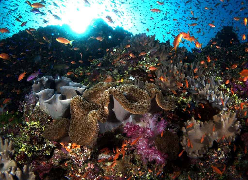 Fiji Diving Holiday shoal of fish and coral