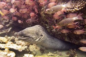 Red Sea Liveaboards