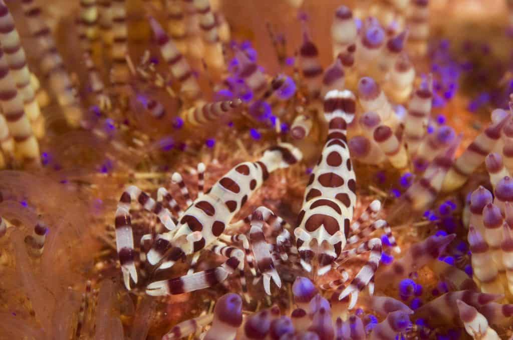 Coleman Shrimps muck diving