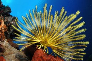 Indonesia liveaboard Diving holidays Pindito Raja Ampat coral