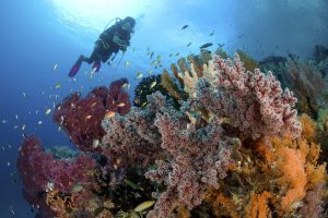 Indonesia liveaboard Diving holidays Pindito Raja Ampat coral