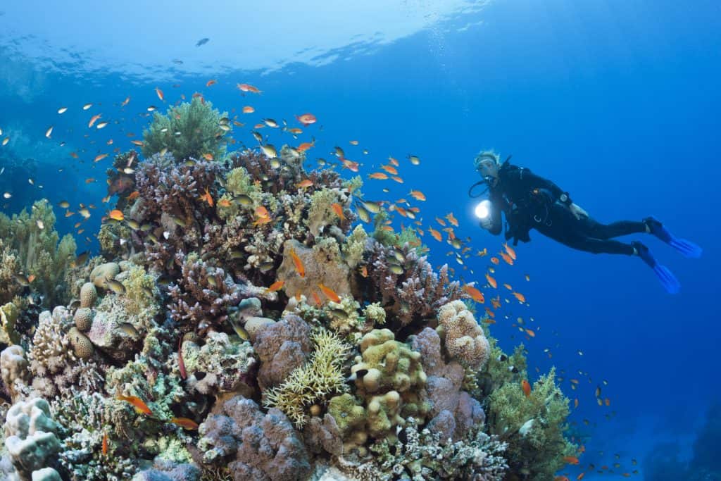Red Sea Egypt Diver