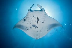 Maldives Diving Manta Ray