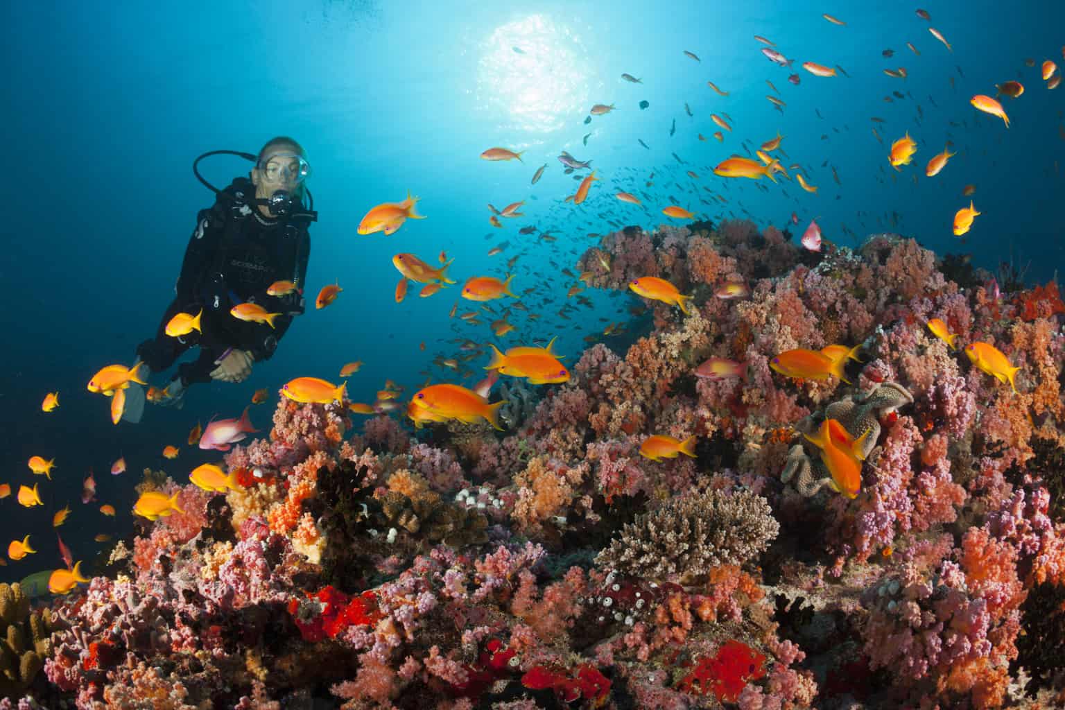 Maldives Coral Reef