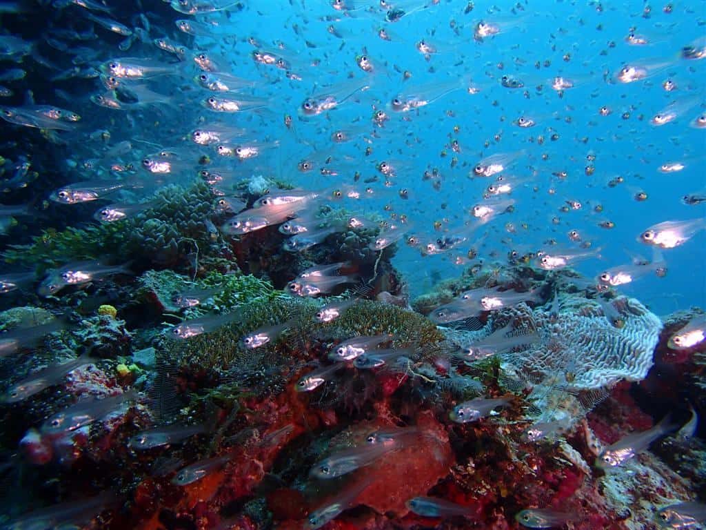 Maldives Diving Holiday Eriyadu Island Resort fish