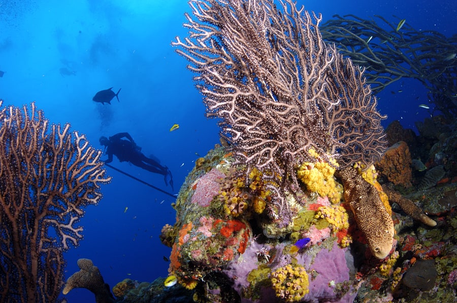 Caribbean Diving Holidays