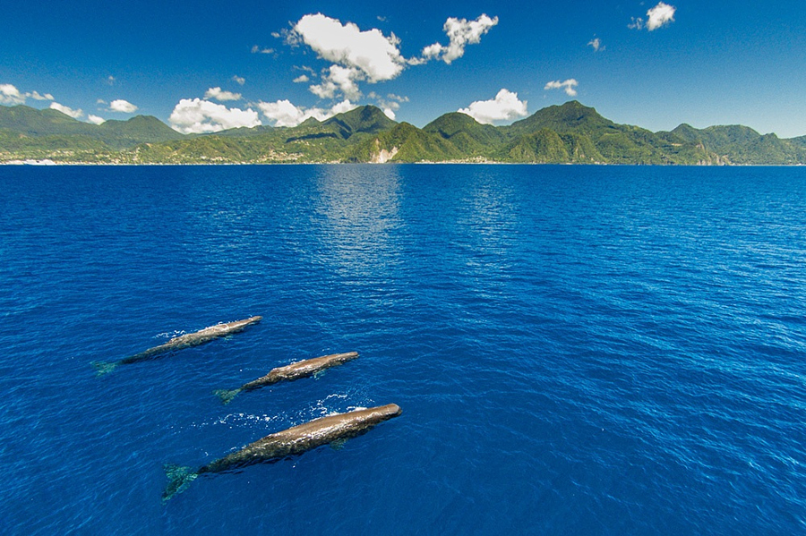 Dominica Diving Holidays