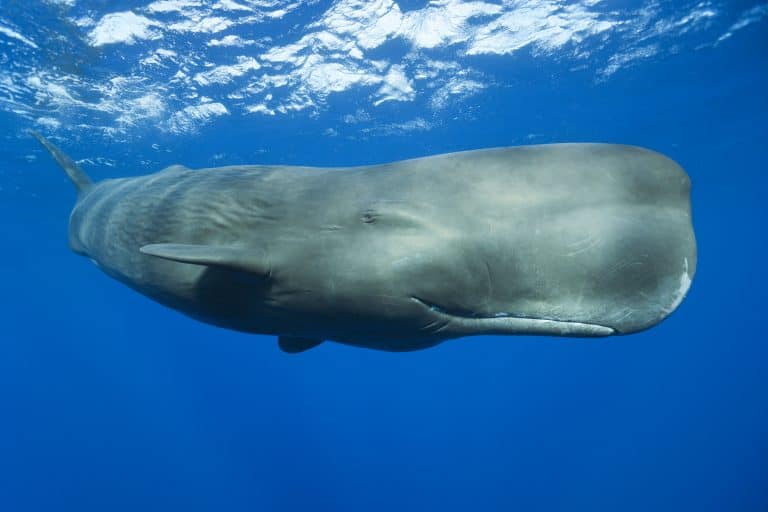 Dominica Diving Holidays