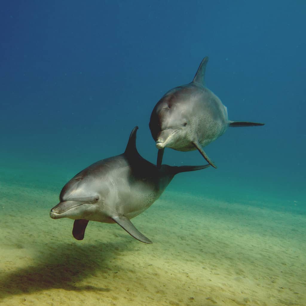 El Quseir Dolphins