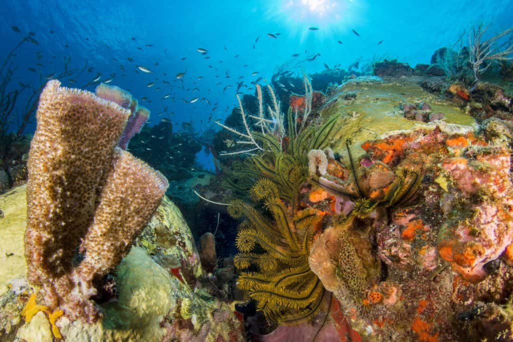 Bonaire Diving Holidays Hero Image