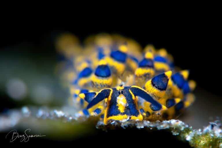 Atlantis Azores Costasiella Nudibranch