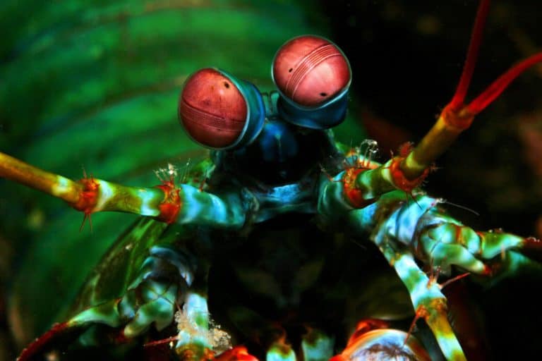 Atlantis Azores Peacock Mantis Shrimp