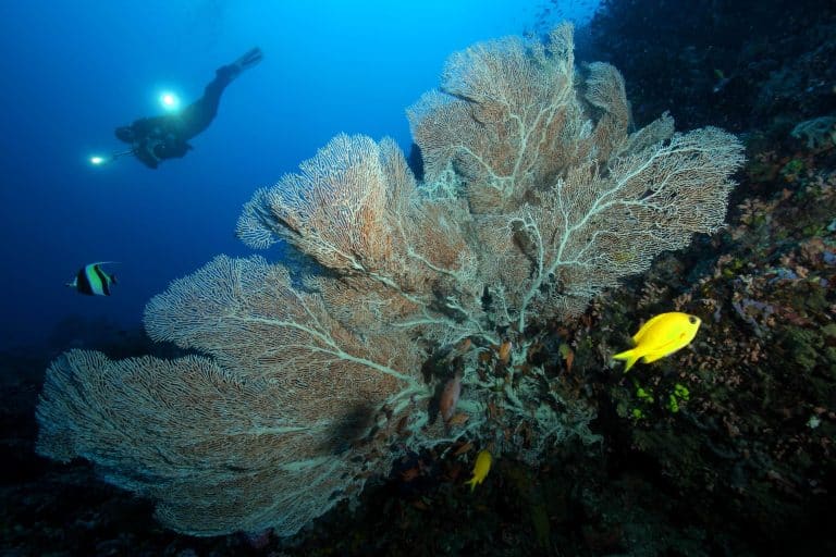 Atlantis Puerto Galera Resort Sea Fan Coral